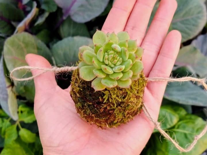 Mini Kokedama de Ajal de Raíz