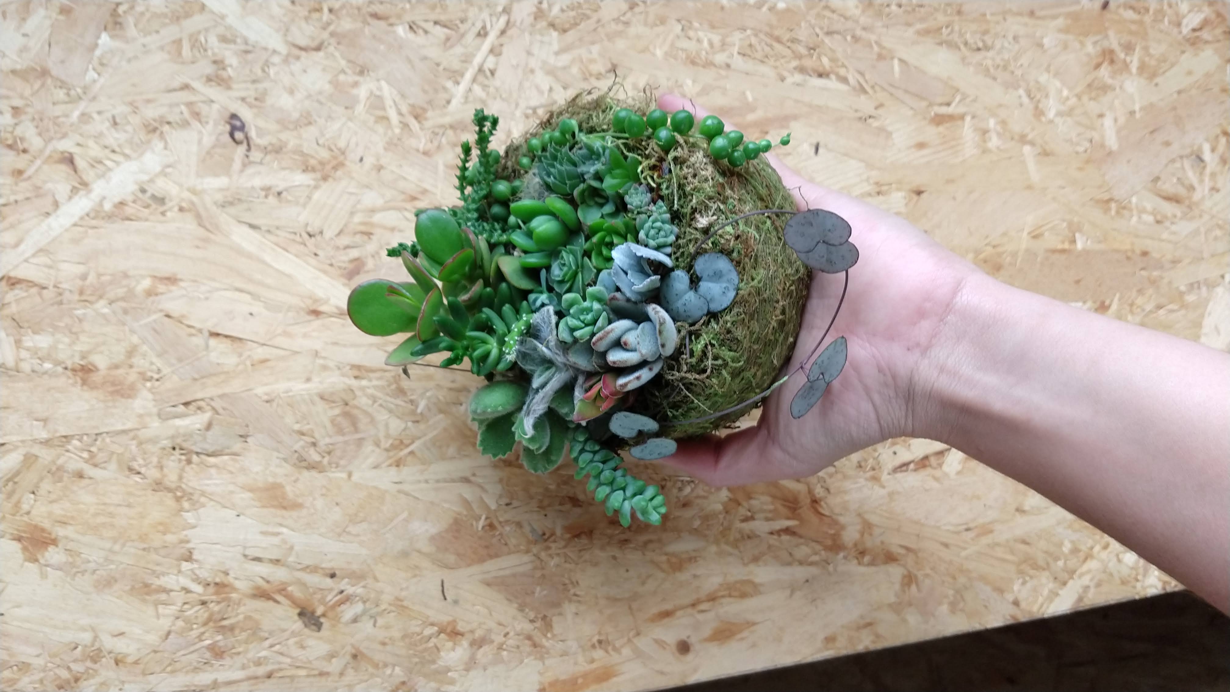 Planta de Ajal de Raíz en un entorno natural